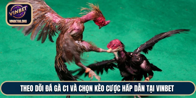 Đá gà c1